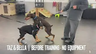 Doberman's First Remote Collar Session - Sit Means Sit Pittsburgh