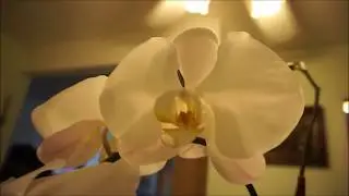 Water Culture Experiment