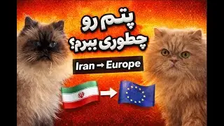 چطور پت از ایران ببربم اروپا؟ 🐱✈️ | راهنمای کامل و قانونی