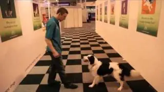 dfs Crufts 2011 - Obedience Training at Crufts