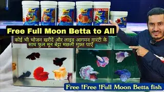 Full Moon Betta Fish Free Giveaways ? Delivery All india with live arrival guarantee