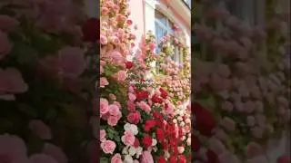 Climbing rose plant Gulab ki bel #climbing rose#new #plants