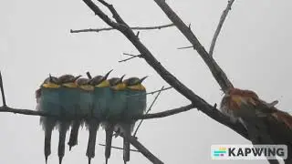 European bee eaters in Mayasandra, Bangalore