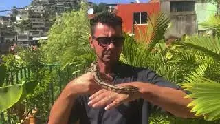 Pit&oacute;n Bola en el cuello