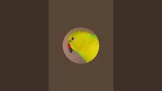 Kashmiri Parrot Speaks Like a Human |THE smart and beautifull talking parrots @KashmiriAmazonParrots