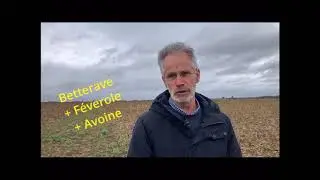 essai betteraves associ&eacute;es (f&eacute;veroles, avoines)