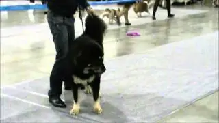 Россия 2014 CACIB  суки юниоры часть 3