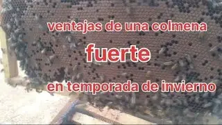 como tener colmenas fuertes en tiempo de invierno