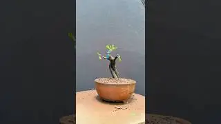 Making of Firethorn Bonsai#bonsai ，This plant has a high survival rate and is easy to grow.