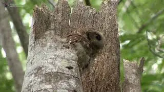 Bare-leggued Owl