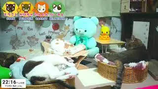 Old Cats Live Cam  - Tokyo Japan