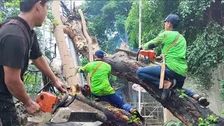 2 Trees Downed by Dangerous Tornado &ndash; Advanced Woodworking Project With Mad Chainsaw Skills!&rdquo;