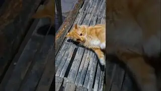 Oyen Geli Perutnya Dielus #cat #catlover #oyen #cute #pets #funny #shorts #shortvideo #shortsfeed