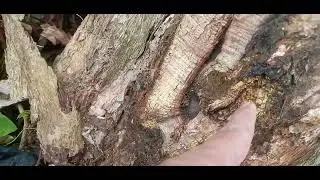 treasure under century narra tree yamashita treasure.