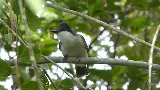 Loggerhead Kingbird, Tyrannus c caudifasciatus, Cueva de Jabali, Cayo Coco, Cuba, 21 Febr 2017 (2/7)