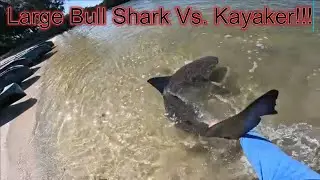Big Bull Shark Vs. Kayaker! Indian River/Mosquito Lagoon is LOADED with Sharks! @DustinLeeOutdoors