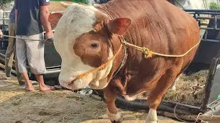 SAPI UNIK NGAMUK TURUN DARI TRUK LANGSUNG MOSENG2 🔥🔥🔥