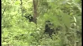 Chimpanzee dominance behavior
