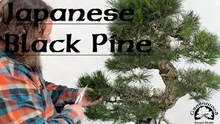 Black Pine Bonsai Imported From Japan - Greenwood Bonsai