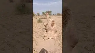 Camel & She-Camel Fun Moment 🐪❤️ | Viral Short