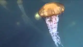 Pacific Sea Nettles under the Sea Wolf II