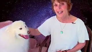 Animal Communication: My Intuitive Visit With A Dog Named Miles | Veronica Entwistle
