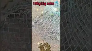 😱 10kg big rohu fish || bigfish trap by net || bigfish || net fish trap || #fish #bigfish #shorts