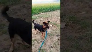 🐶 ये सपोर्ट डॉग कैसे लोगों की मदद करता है | Amazing Dog Video❤️ इंसानों का सच्चा #viral​​​ #gsds​​​