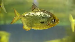 RELAX ВИДЕО ПРО ПИРАНИЙ - КАЙФУЙТЕ на ЗДОРОВЬЕ