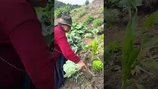 Consechando col morada