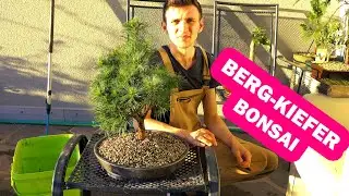 Bergkiefer Bonsai Pinus Mugo umtopfen, Bonsaischale selbst machen aus Untersetzter