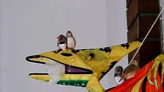 The Stories of The Birds, Zebra Finches - Grooming each other.(5)