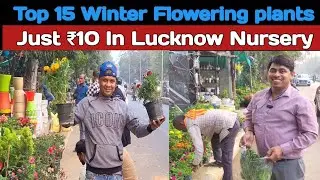 15 फूलों के पौधे अभी खरीद कर लगा ले पड़ोसी देखते रहेंगे | winter flower plant l winter flower plant