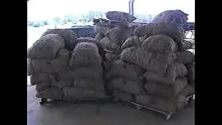 potato crop loss