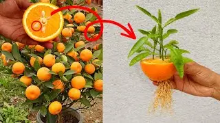 Very unique way grow orange tree🍊propagate orange tree