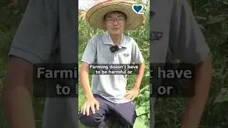 This CORN farmer uses only natural fertilisers #malaysia #cornfarming