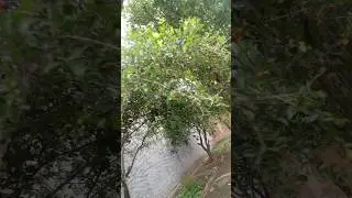 nossa planta&ccedil;&atilde;o no quintal est&aacute; evoluindo