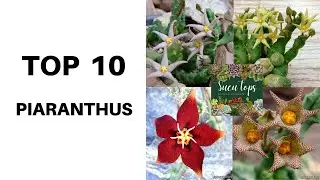 TOP 10 PIARANTHUS