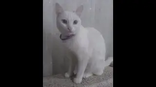 SOS У моего кота насморк, что делать?