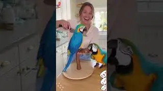 The owner cut the pet cake in front of the pet #realorcake #catprank #funnypets #usa #funnycats