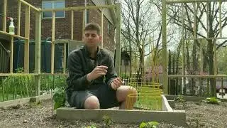 M(Matthew) BC Vegetable Garden Tour