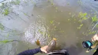 En pleno Desove la saqu&eacute; de los pelos - Hermosa Carpa 🎣⛺🪰