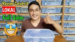 Review Dendrelaphis Kopsteini || Reptile Zone