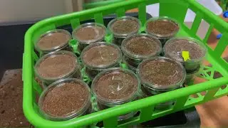 【産卵セット割り出し】いまどきニジイロクワガタのノーマル血統