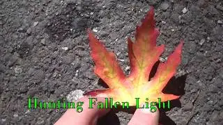 Hunting Fallen Light Metal Detecting with Garrett AT PRO Quest 4 Treasure #196 By :Quest For Details