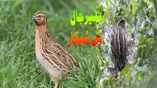 COMMON Quail hunting/ COMMON Quail hunting/ quail Awaz/ video Shikar/ 2023/3/4l video viral