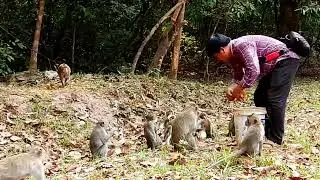 All monkeys are Khmer  We need to feed them because this is the fruitless season #monkey grab #anima