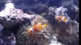Oscar's Fish Communities Project.wmv