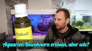 Aquarium Fisch erl&ouml;sen | Wie macht man es und was erlaubt ein das Tierschutzgesetz.