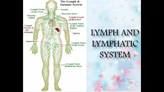 Lymphatic System